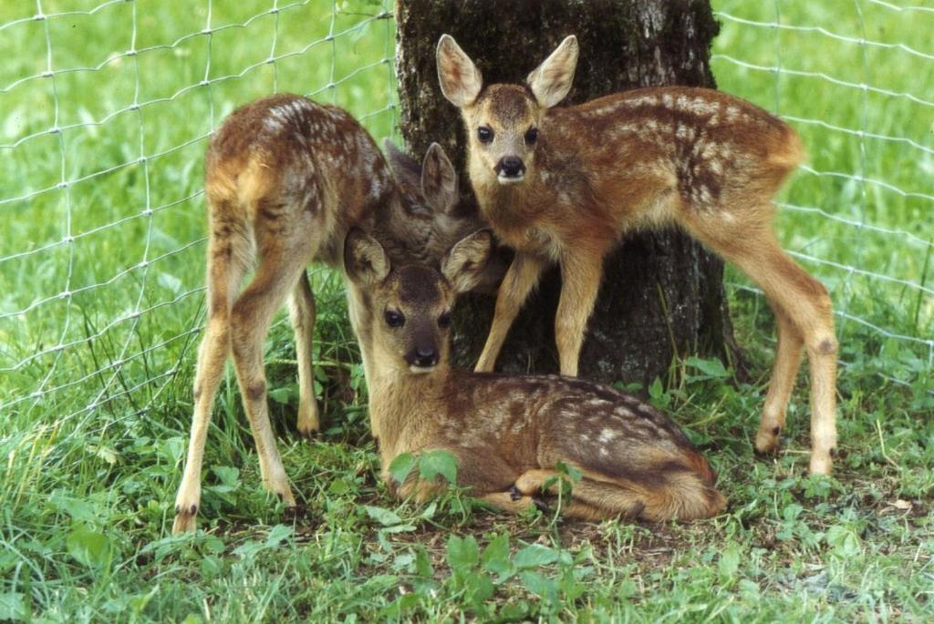 Ferienhof Unterfuehrholzergut Klaus an der Pyhrnbahn Luaran gambar