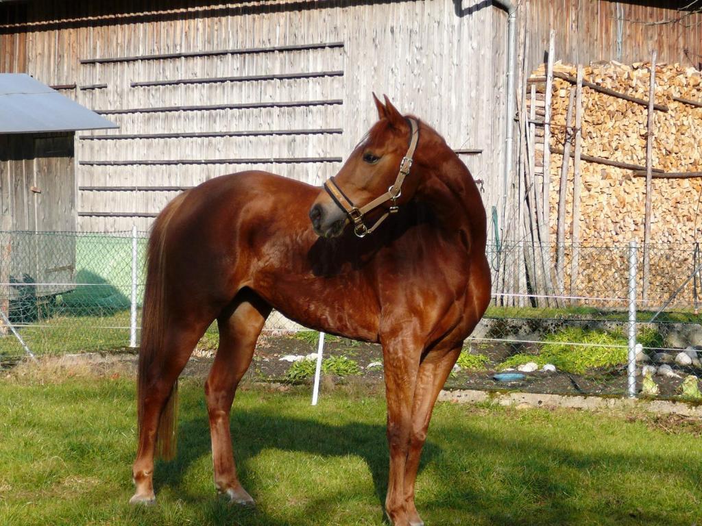 Ferienhof Unterfuehrholzergut Klaus an der Pyhrnbahn Luaran gambar
